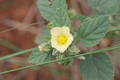 Sida cordifolia